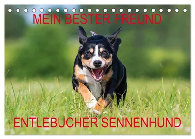 Produktbild von Mein bester Freund - Entlebucher Sennenhund (Tischkalender 2027 DIN A5 quer), CALVENDO Monatskalender