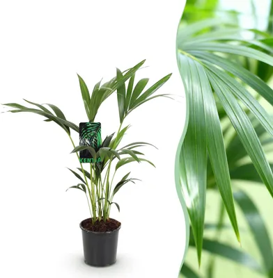 Produktbild von Howea Forsteriana - Kentia Palm - Pflegeleicht - Grün - 70-75cm - Ø17cm - Zimmerpflanze - Immergrün