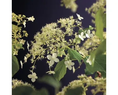 Obrázek produktu pro Hortenzie pnoucí FloraSelf Hydrangea petiolaris 50-70 cm květináč 2,3 l
