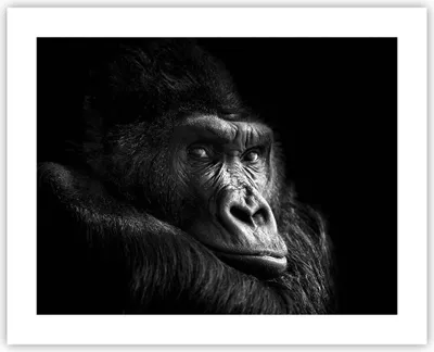 Produktbild von Poster - Poster ohne Rahmen - Affe Gorilla Porträt - 50x40 cm - Wand Bild - Wanddeko - Wandbilder - Kunstposter - Wandposter - Bilder - Kunstdruck - Wanddekoration - Wandbild - P2XAA50x40-5007