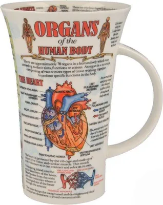 Zdjęcie produktu dla Becher Glencoe, "Organy ludzkiego ciała"