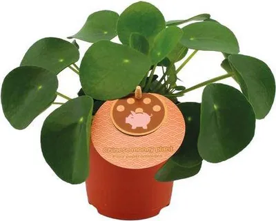 Produktbild von Chinesischer Geldbaum Pilea Peperomioides Zimmerpflanze Ø11cm 15cm Trendige