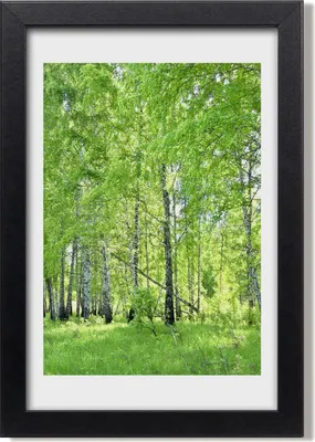 Produktbild von Bild 20x30 MDF-Rahmen, Wandkunst Birkenwald