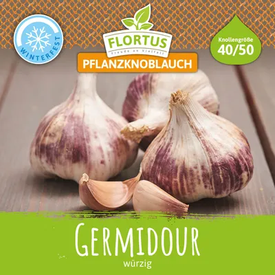 Produktbild von Winterpflanzknoblauch Germidour | Pflanzknoblauch von FLORTUS, Menge:250 g
