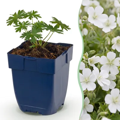 Image de Green boutiQ - Plante vivace - Geranium sang. Album - Geranium - Couvre-sol - Blanc - 3 plants - Pot de 11 cm - Hauteur 15-25 cm