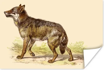 Produktbild von MuchoWow® Poster Wolf - Raubtier - Pflanzen 180x120 cm - Fotoplakat