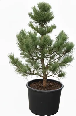 Produktbild von Pinus cembra, Zirbelkiefer, 60–70 cm