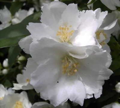 Produktbild von Gartenjasmin Dame Blanche - Philadelphus Dame Blanche - stark duftend (40-60)