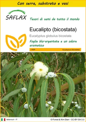 Immagine prodotto di SAFLAX Insieme di coltivazione - Eucalipto (bicostata)  - 100 semi - Eucalyptus