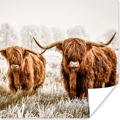 Produktbild von MuchoWow® Poster Schottischer Highlander - Kuh - Tiere 75x75 cm - Wand Dekoration