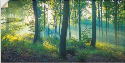 Produktbild von ARTland Wandbild, selbstklebend Wald Panorama Größe: 40x20 cm