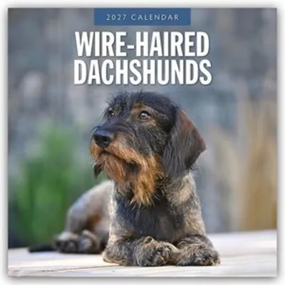 Produktbild von Wire-Haired Dachshunds - Rauhaardackel 2027 - 16-Monatskalender