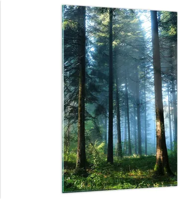 Produktbild von Bilder auf glas - Einteilig - Wald Dämmerung die Sonne - 80x120cm - Glasbilder - Wandbilder - Bilder - zum Aufhängen bereit - Wanddekoration aus Glas - Glas Bilder - Wandbild auf Glas - GPA80x120-4398