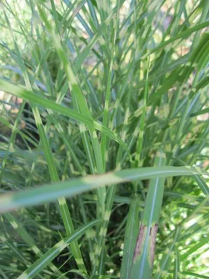Produktbild von Chinaschilf Strictus Dwarf - Miscanthus sinensis - Niedriges Zebra-Schilfgras