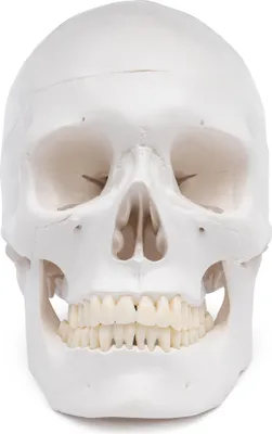 Produktbild von Schädel Anatomie Modell lebensgroß 3 teilig Zähne in Elfenbeinfarbe