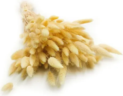 Produktbild von Getrocknete Hasenschwanzgras - (Lagurus) - Creme