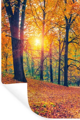 Produktbild von MuchoWow® Wandtattoo Wandsticker Wandaufkleber Bäume - Herbst - Wald - Herbstliche Blätter 40x60 cm Selbstklebend und Repositionierbar - Wierderverwendbar - Selbstklebend