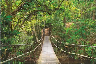 Produktbild von Wallario Wandbild Hängebrücke im Urwald  grüner Dschungel, Größe: 61 x 91,5 cm, Poster mit rahmenlosen Bildhalter