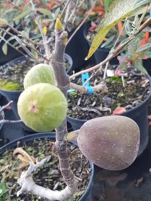 Image de Ficus carica 'Rouge de Sologne' / Figuier 'Rouge de Sologne'