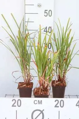 Produktbild von 6 x Carex grayi - Morgenstern Segge - Topf 9 x 9 cm