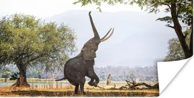 Produktbild von MuchoWow® Poster Elefant - Baum - Blätter 40x20 cm - Poster für die Wand - Poster Schlafzimmer