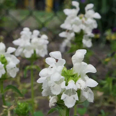 Obrázok produktu pre 6 x veľkokvetá záhradná prunella  - Prunella grandiflora 'Alba'  | Kvetináč 9 cm x 9 cm