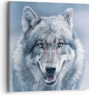 Produktbild von Bild auf Leinwand - Leinwandbild - Einteilig - Wolf Raubtier Wildheit - 30x30cm - Wand Bild - Wanddeko - Wandbilder - Leinwanddruck - Bilder - Wanddekoration - Leinwand bilder - AC30x30-5073