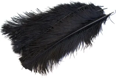 Produktbild von 5 Straußenfedern ca. 30 - 40cm, Farbauswahl:schwarz 030