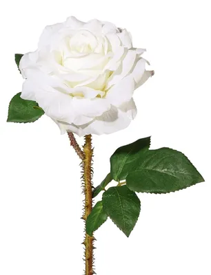 Produktbild von Kunstblume, Seidenblume, ROSE. Ca 60cm. Rosen 1 Stück. WEISS