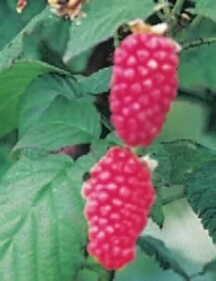 Produktbild von Rubus loganobaccus Loganbeere  - Himbeere x Brombeere Kreuzung