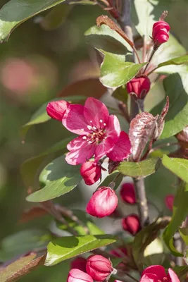Produktbild von Malus 'Royalty', Zierapfel, purpurrot, 60–100 cm