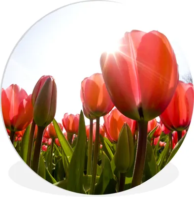 Produktbild von MuchoWow® Rundes Wandbild - Runde Bilder Blumen - Tulpen - Sonne Ø 30 cm Kreis Wanddekoration Kunststoff - Wandkreis - Wandschmuck - Schlafzimmer - Bilder - Der Kreis - Kunst für die Wohnung - Plastik - Kunstdruck - Wandbild