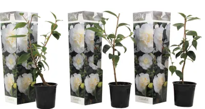 Image de Camélia - Set de 3 - Camellia japonica 'Brush Field' - Hauteur 25-40cm - ⌀9cm
