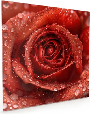 Produktbild von Küchenrückwand Spritzschutz Glas mit Motiv Wassertropfen Rose 40 x 40 cm