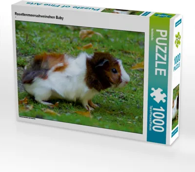 Produktbild von Calvendo Rosettenmeerschweinchen Baby 1000 Teile Puzzle quer 640x480mm, CALVENDO; 7304529