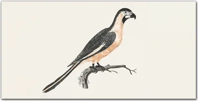 Produktbild von Coloray Küchenrückwand 100x50 Spritzschutz aus Glas - Tier Vogel Zweig
