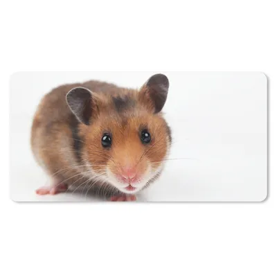 Produktbild von MuchoWow® Schreibtischunterlage Neugieriger Hamster 80x40 cm - XXL Mauspad - Gaming Mauspad