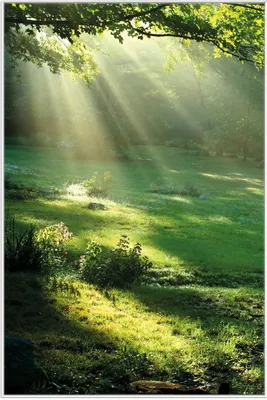 Produktbild von Wallario Wandbild Sonnenstrahlen im Wald, Größe: 61 x 91,50 cm, Poster mit weißem Aluminiumrahmen