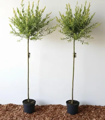 Produktbild von Salix Hakuro Nishiki - 2er Set, Harlekinweide Hochstamm, 140–150 cm, Stammhöhe 80 cm, winterhart