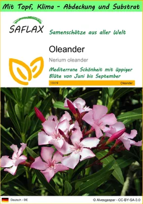Produktbild von SAFLAX Garden to go - Oleander - Nerium oleander - 50 Samen - Mit Topf, Klima - Deckel und Anzuchtsubstrat