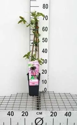 Obrázok produktu pre Passiflora hybr. 'Purple Haze' - Mučenka 'Purple Haze' 50-60 cm | Kvetináč