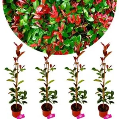 Produktbild von Set mit 4 Glanzmispeln (Glansmispel) – Photinia × fraseri 'Red Robin' – Höhe 50 cm – Topfgröße 9 cm