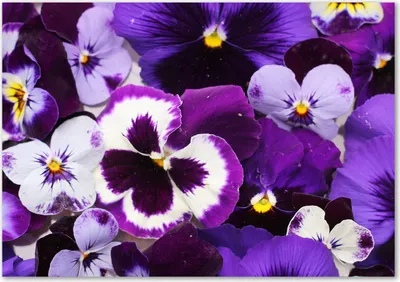 Produktbild von Tulup® Glas-Bild - 100 x 70 - Wandbild aus Glas - Wandkunst - Wandbild hinter gehärtetem Sicherheitsglas - Blumen & Pflanzen - Stiefmütterchen - Lila