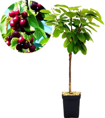 A potted cherry tree with a close-up inset of cherries.
