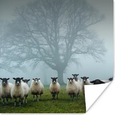 Produktbild von MuchoWow® Poster Schaf - Baum - Nebel 100x100 cm - Babyzimmer