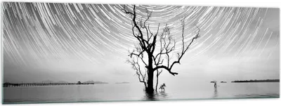 Produktbild von Bilder auf glas - Einteilig - Schwarzweiß Baum See - 160x50cm - Glasbilder - Wandbilder - Bilder - zum Aufhängen bereit - Wanddekoration aus Glas - Glas Bilder - Wandbild auf Glas - GAB160x50-4253
