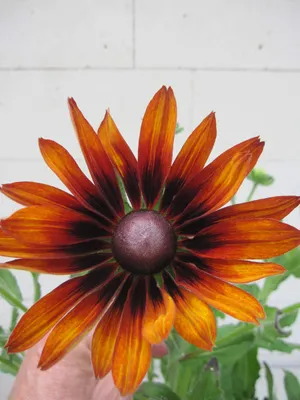 Produktbild von Rudbeckia hirta - Sunbeckia Big Smile Smiley - Sonnenhut Big Smile Smiley