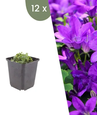 Produktbild von Plants by Frank | 12 Dalmatiner-Glockenblume Pflanzen | Campanula Portenschlagiana | Bodendecker | Winterhart | Mehrjährig | Gartenpflanzen