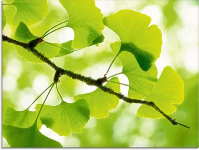 Produktbild von ARTland Glasbild Ginkgo Größe: 80x60 cm