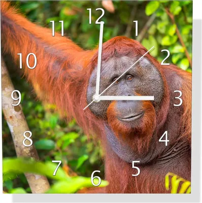 Produktbild von Wallario Design Wanduhr Orang-Utan im Regenwald aus Echtglas, Größe 30 x 30 cm
